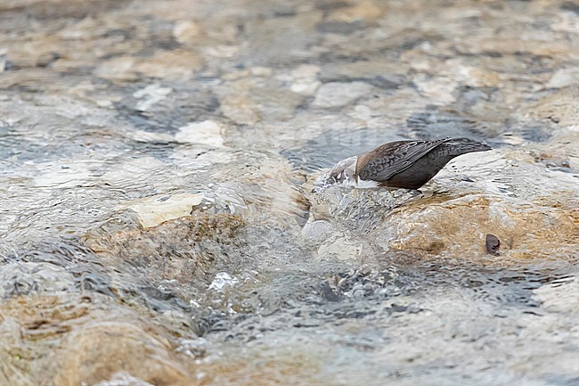 White-throated Dipper (Cinclus cinclus aquaticus) feeding in a alpine Rivulet in Bavaria, Germany. Feathers show its water repellent characteristics. stock-image by Agami/Mathias Putze,