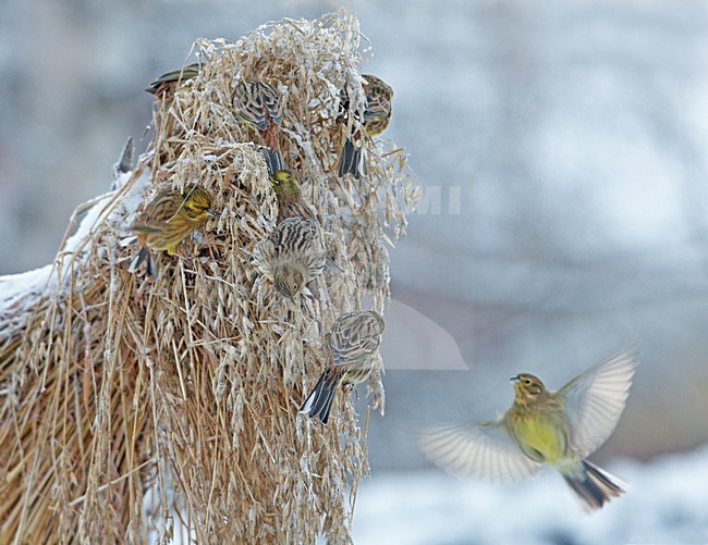Geelgors in de winter; Yellowhammer in winter stock-image by Agami/Markus Varesvuo,