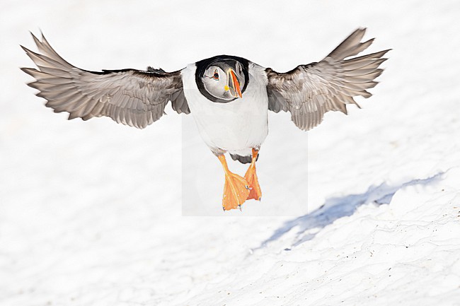  stock-image by Agami/Menno van Duijn,