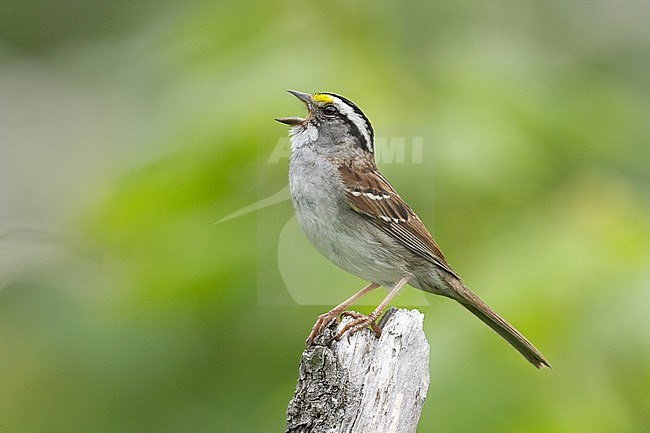 Adult breeding 
Somerset Co., ME 
June 2006 stock-image by Agami/Brian E Small,