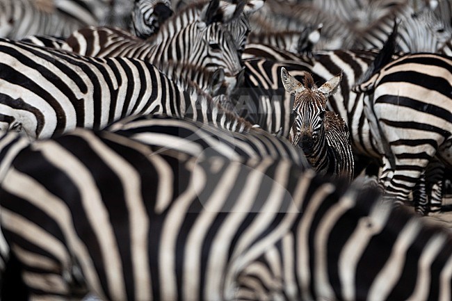 A foal emerges from a herd of Burchell's Zebras, Equus Quagga Burchellii, in the Hidden Valley. Ndutu, Ngorongoro Conservation Area, Tanzania. stock-image by Agami/Sergio Pitamitz,