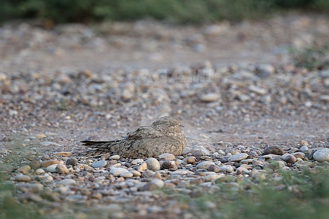 Egyptische Nachtzwaluw broedend op de grond; Egyptian Nightjar (Caprimulgus aegyptius) breeding on the ground stock-image by Agami/James Eaton,