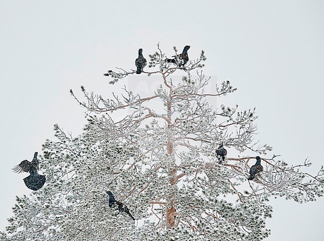 Capercaillie male (Tetrao Urogallus) Salla Finland February 2018 stock-image by Agami/Markus Varesvuo,