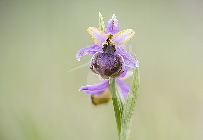one of the two orchid species (Aymonin´s Orchid) that grow only on the Grand Causes and nowhere else in the world. These plants are remarkable in that they successfully reproduce through pseudocopulation, that is, their flowers mimic female insects to such a degree that amorous males are fooled into mating with the flowers, thereby pollinating them. stock-image by Agami/Onno Wildschut,