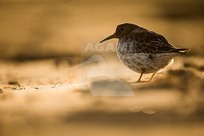 First-winter Purple Sandpiper (Calidris maritima) on beach of Wadden Isle in Germany (Niedersachsen). stock-image by Agami/Ralph Martin,