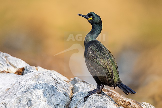 Shag (Phalacrocorax aristotelis) in Norway. stock-image by Agami/Daniele Occhiato,