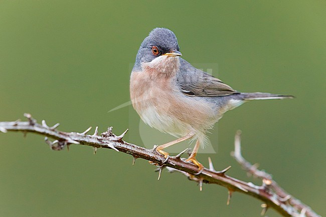 Male Moltoni's Warbler, Sylvia subalpina, in Italy. Perched on a twig. stock-image by Agami/Daniele Occhiato,