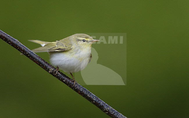 Wood Warbler (Phylloscopus sibilatrix) perched on a branch at North Zealand, Denmark stock-image by Agami/Helge Sorensen,