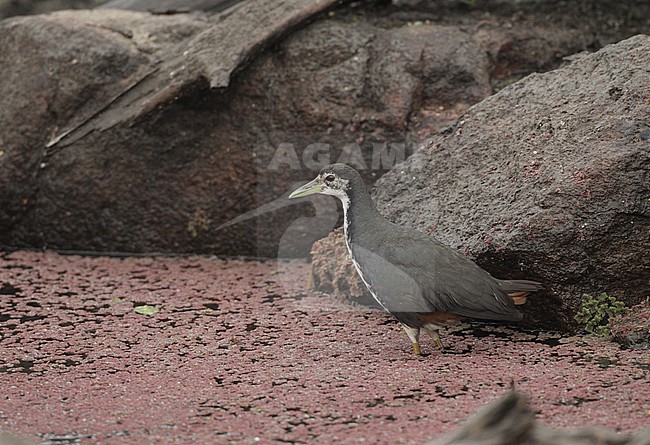 White-breasted Waterhen (Amaurornis phoenicurus) at Pench NP, India stock-image by Agami/Helge Sorensen,