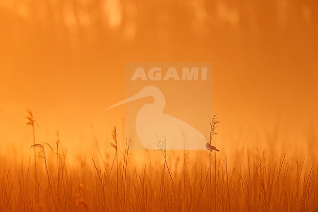 singing Bluethroat stock-image by Agami/Chris van Rijswijk,