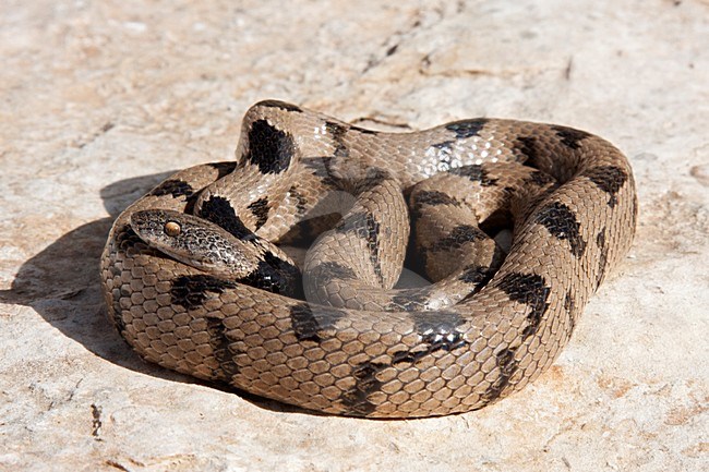 Katslang; European Cat Snake stock-image by Agami/Rob Olivier,