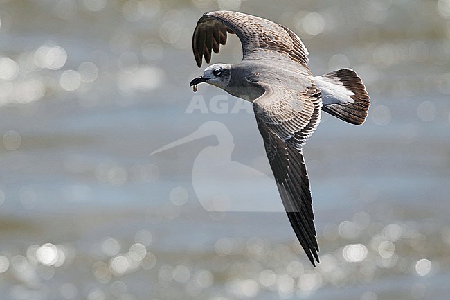 Laughing Gull, Larus atricilla megalopterus, 1stWinter  at Brigantine, New Jersey, USA stock-image by Agami/Helge Sorensen,