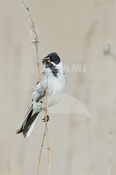 Reed Bunting - Rohrammer - Emberiza schoeniclus ssp. schoeniclus, Russia, adult male stock-image by Agami/Ralph Martin,