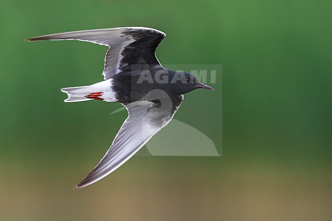 Adulte Witvleugelstern in vlucht; White-winged Tern adult in flight stock-image by Agami/Daniele Occhiato,