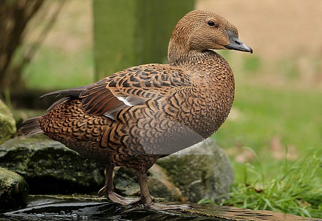 King Eider (Somateria spectabilis), adult female standing in captivity, seen from the side. stock-image by Agami/Fred Visscher,