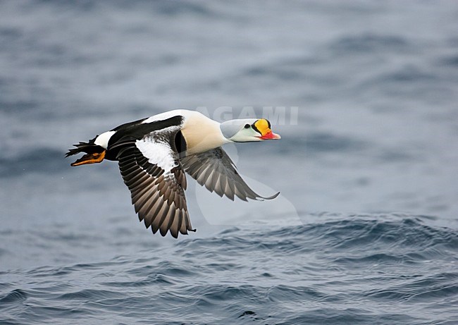 Vliegend mannetje Koningseider; Flying male King Eider stock-image by Agami/Markus Varesvuo,