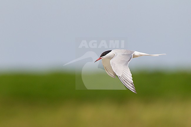 Volwassen Visdief in vlucht, Common Tern adult in flight stock-image by Agami/Roy de Haas,