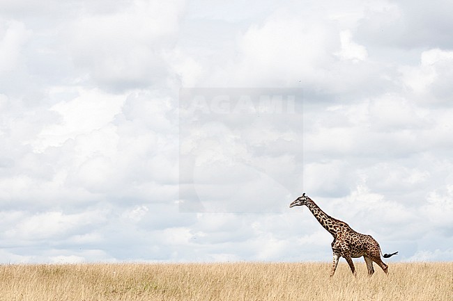 Giraffe (Giraffa) walking in grass stock-image by Agami/Caroline Piek,