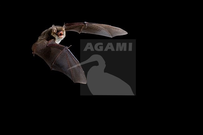 Franjestaart in de vlucht; Natterer\'s Bat in flight stock-image by Agami/Theo Douma,