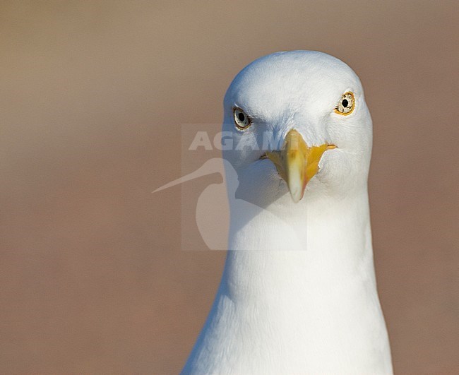 Intense stare of an adult European Herring Gull (Larus argentatus) on Texel in the Netherlands. Bird staring directly to the viewer. stock-image by Agami/Marc Guyt,