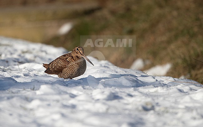 Eurasian Woodcock (Scolopax rusticola) feeding in snow at Blåvand, Denmark stock-image by Agami/Helge Sorensen,