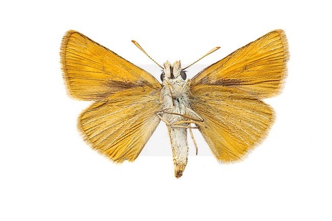 Lulworth Skipper, Thymelicus acteon stock-image by Agami/Wil Leurs,
