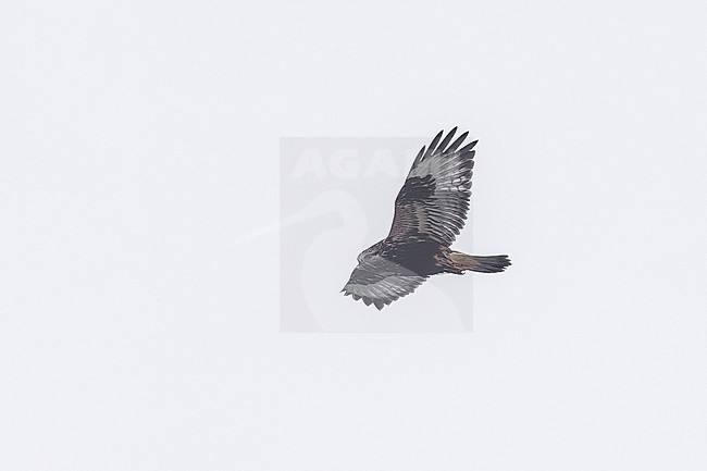 Rough-legged Hawk (Buteo lagopus sanctijohannis) flying over the Caldeira do Corvo, Corvo, Azores, Portugal. stock-image by Agami/Vincent Legrand,