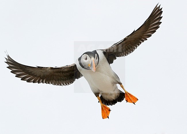 Volwassen Papegaaiduiker in de vlucht; Adult Atlantic Puffin in flight stock-image by Agami/Markus Varesvuo,