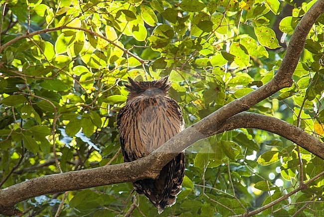Tawny Fish Owl (Ketupa flavipes) sleeping on a branch high in the canopy of a broadleaved tree in Asia. stock-image by Agami/Marc Guyt,