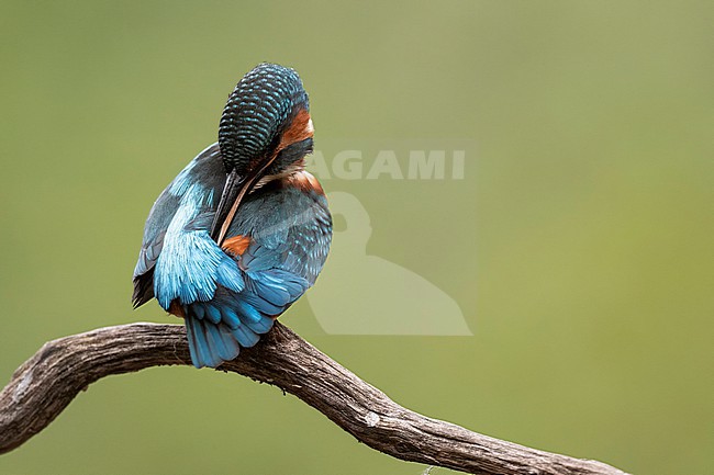 Kingfisher cleaning the feathers stock-image by Agami/Han Bouwmeester,
