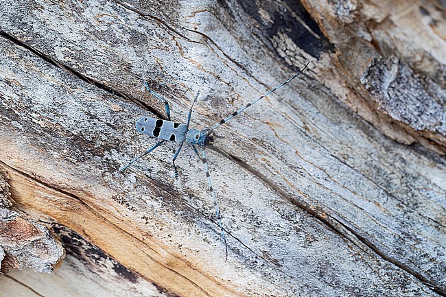 male Alpenboktor, Rosalia longicorn (Rosalia alpina) on a Sycamore trunk stock-image by Agami/Mathias Putze,