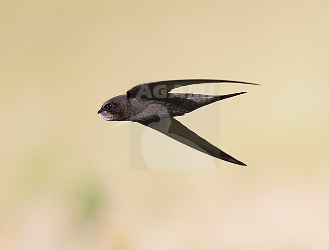 Fouragerende Gierzwaluw vliegt laag boven graanvelden;Foraging Common Swift flying low above grain fields stock-image by Agami/Ran Schols,