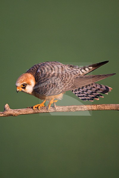 Roodpootvalk, Red-footed Falcon, Falco vespertinus stock-image by Agami/Marc Guyt,