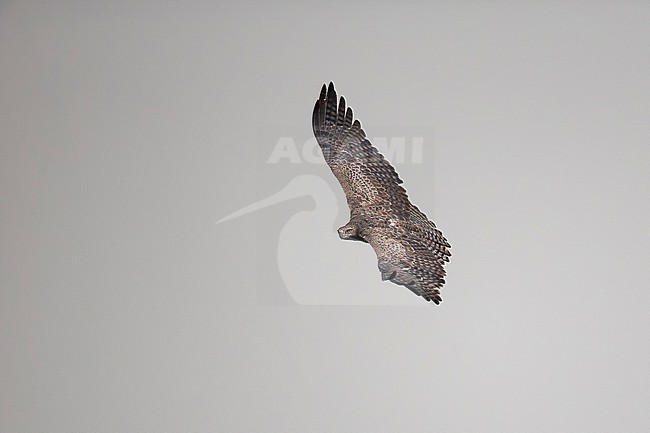 immature martial eagle (Polemaetus bellicosus) in flight, found at Kazinga Channel, Queen Elizabeth National Park in Uganda stock-image by Agami/Mathias Putze,