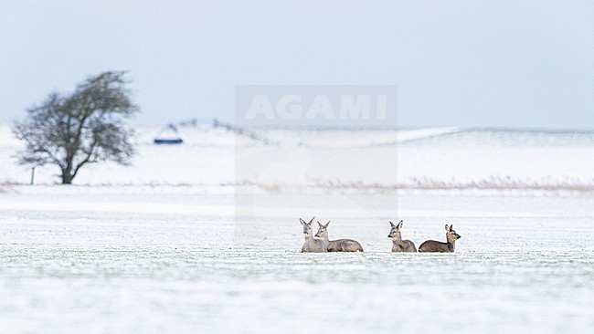 Ree, Roe Deer, Capreolus capreolus stock-image by Agami/Menno van Duijn,