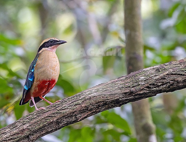 African pitta (Pitta angolensis angolensis) in Angola. Perched in a tree. stock-image by Agami/Pete Morris,