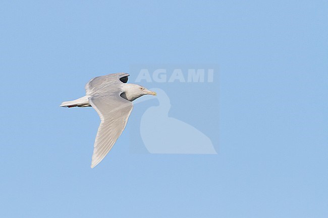Glaucous Gull, Grote Burgemeester, Larus hyperboreus ssp. hyperboreus, Norway, adult, winter stock-image by Agami/Ralph Martin,