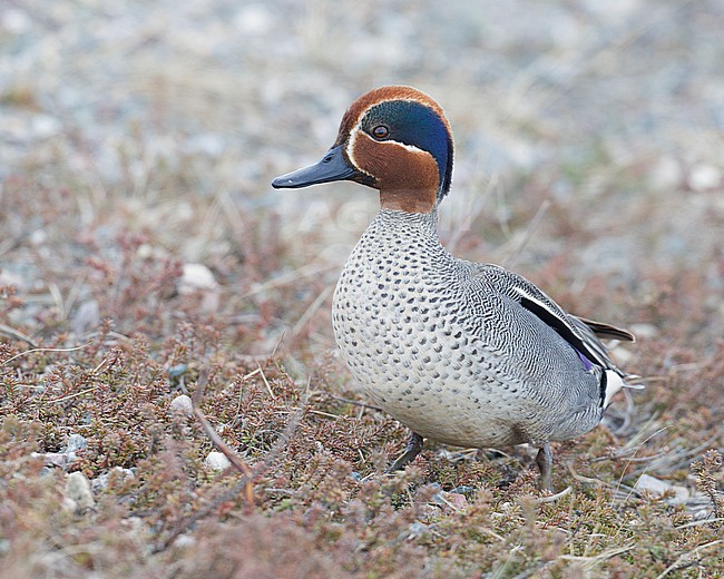 Eurasian Teal (Anas crecca), side view of an adult male standing on the ground, Finnmark, Norway stock-image by Agami/Saverio Gatto,