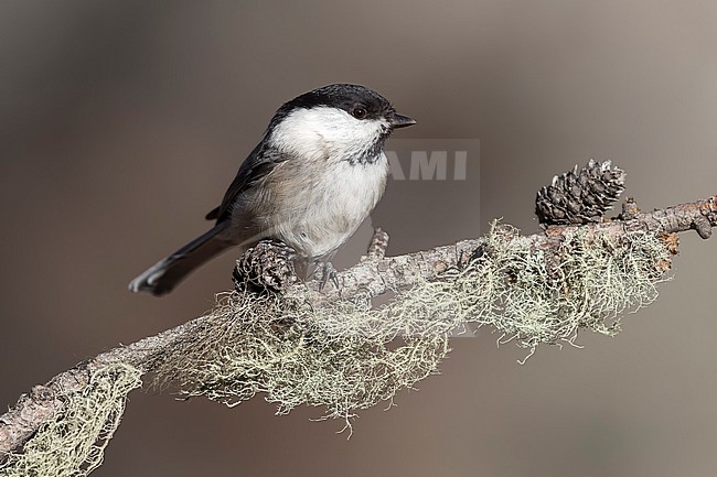 Willow Tit (Parus montanus) sitting on branches in alpine forest of Switzerland. stock-image by Agami/Marcel Burkhardt,