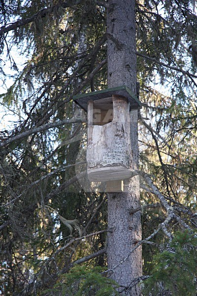Nestkast voor Sperweruil, Nestbox for Northern Hawk Owl stock-image by Agami/Chris van Rijswijk,