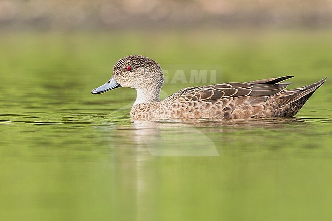 Gray Teal (Anas gracilis) at a pond in Papua New Guinea stock-image by Agami/Dubi Shapiro,