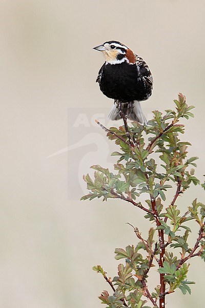 Chestnut-collared Longspur (Calcarius ornatus) adult male perched on top of a bush stock-image by Agami/Dubi Shapiro,