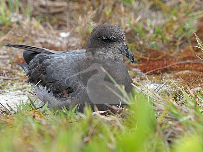 Murphy's petrel (Pterodroma ultima) perched in the gras stock-image by Agami/James Eaton,