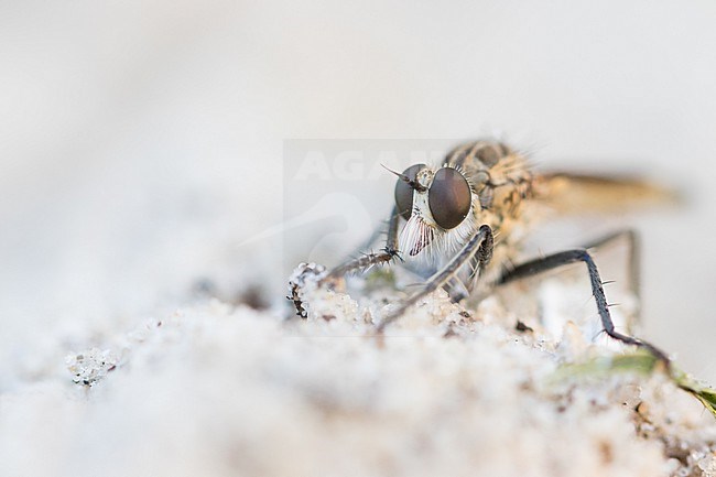 Philonicus albiceps - Sand-Raubfliege, Germany (Hamburg), imago, male stock-image by Agami/Ralph Martin,