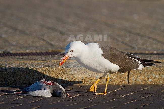 Lesser Black-backed Gull adult summer with recently killed Domestic Pigeon on boulevard street stock-image by Agami/Menno van Duijn,