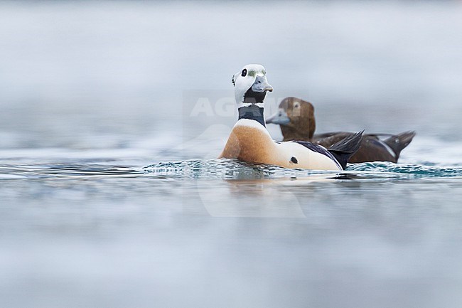 Steller's Eider (Polysticta stelleri) in north Norway. stock-image by Agami/Ralph Martin,