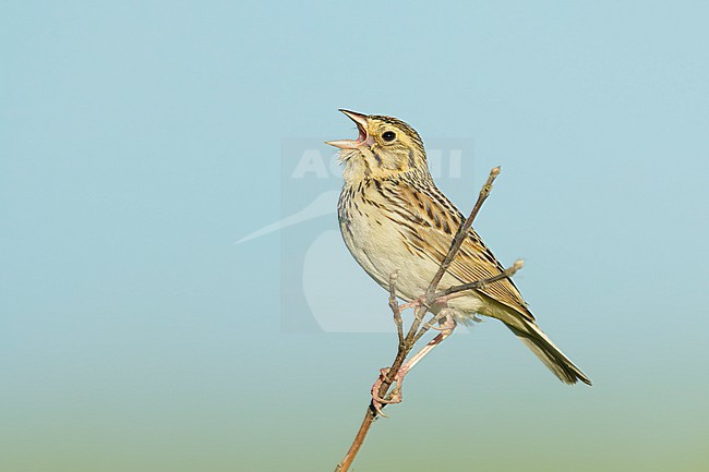 Adult Baird's Sparrow, Centronyx bairdii
Kidder Co., ND stock-image by Agami/Brian E Small,