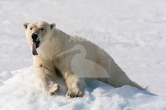 Polar Bear (Ursus maritimus) resting on snow bank oo Svalbard, arctic Norway. Giving huge yawn and showing its large tongue. stock-image by Agami/Marc Guyt,