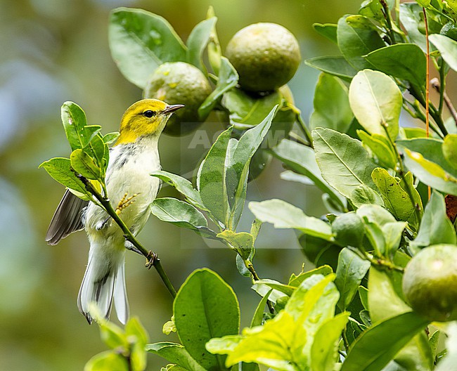 Autumn plumaged Black-throated Green Warbler, Setophaga virens, in Bermuda. stock-image by Agami/Marc Guyt,