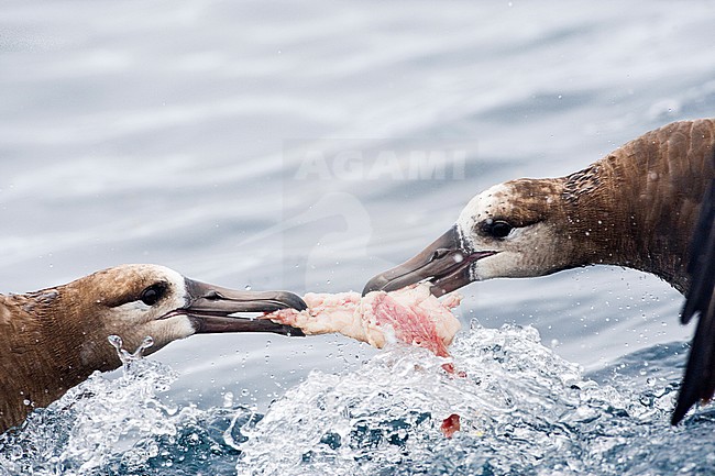 Two Black-footed Albatrosses (Phoebastria nigripes) fighting for food offshore California, United States. stock-image by Agami/Marc Guyt,